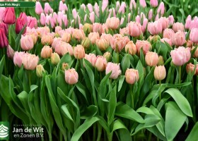 Tulipa Pink Magic ® (2)